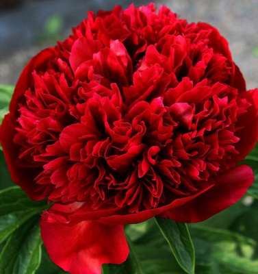 Paeonia Red Charm