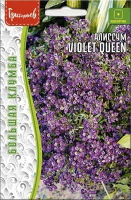 Алиссум Violet Queen