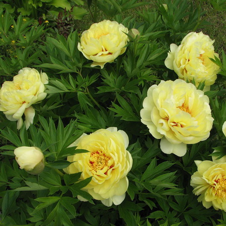 Paeonia yellow_crown