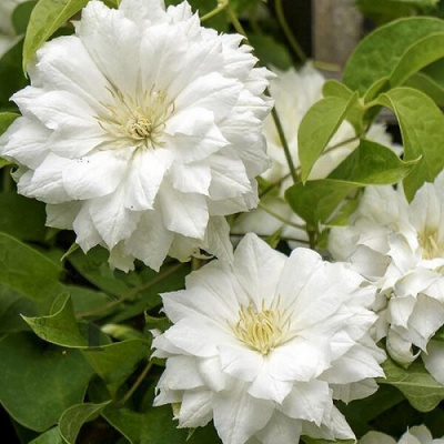 Clematis Duchess Of Edinburgh