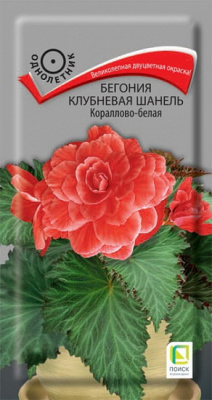 Бегония Шанель кораллово-белая