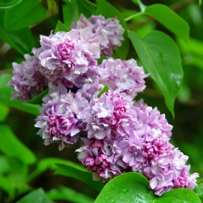 Syringa Katherine Havemeyer