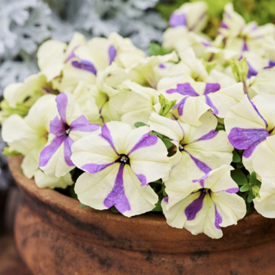 Petunia Shake Grapeberry