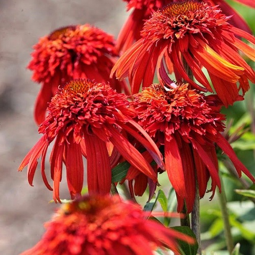 Echinacea Hot Papaya_5