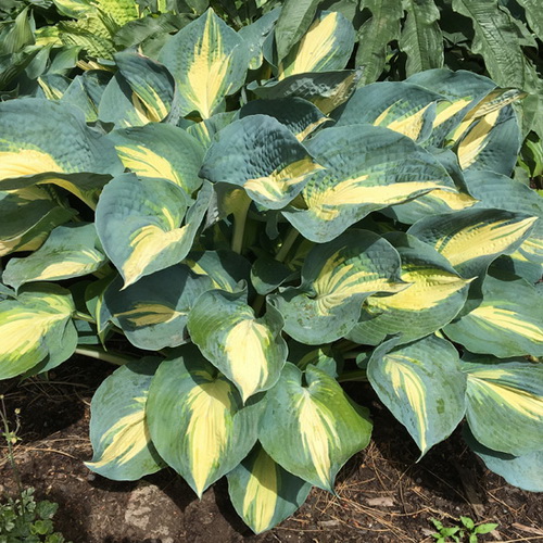 Hosta Dream Queen_1