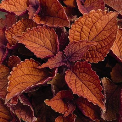 Coleus Main Street Wall Street