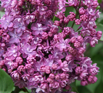 Syringa vulgaris Pavlinka