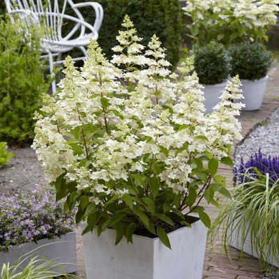 Hydrangea paniculata Confetti