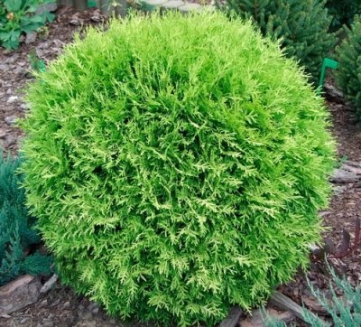 Thuja occidentalis Selena