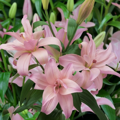 Lilium Bentley