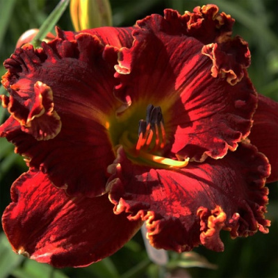 Hemerocallis Naughty Red