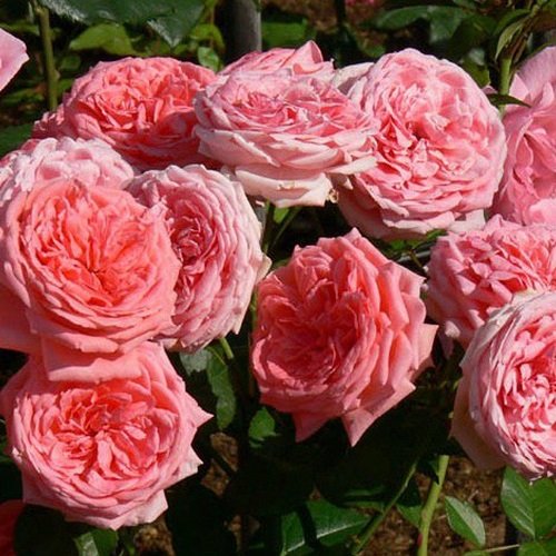 Rosa Jubilee Selebration_4