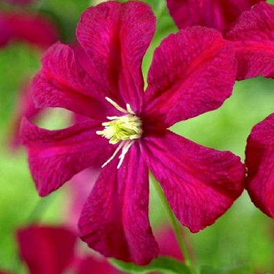 Clematis Mme Julia Correvon