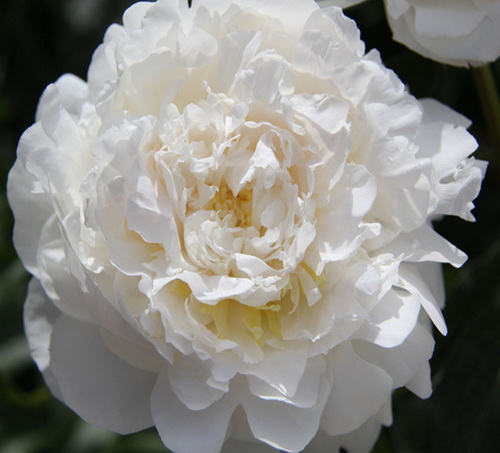 Paeonia Elsa Sass