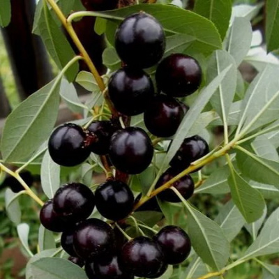 vishnya_besseya_3