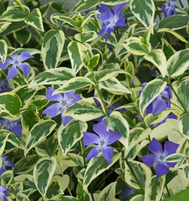 Vinca minor Variegata