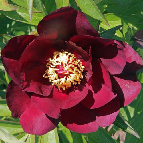 Paeonia Chief Black Hawk_1