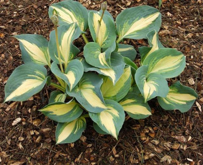 Hosta Dream Queen