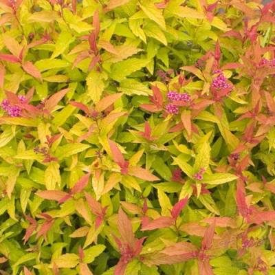 Spiraea japonica Green and Gold