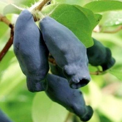 Lonicera Kalinka