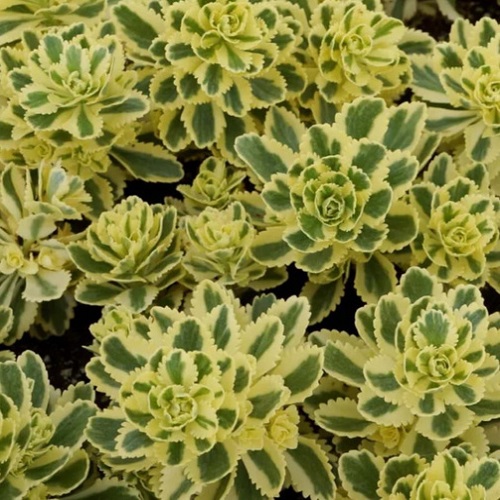Sedum Atlantis