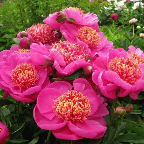 Paeonia Doreen_1
