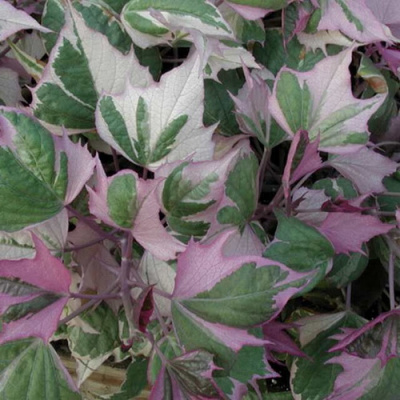 Ипомея Colored Leafs