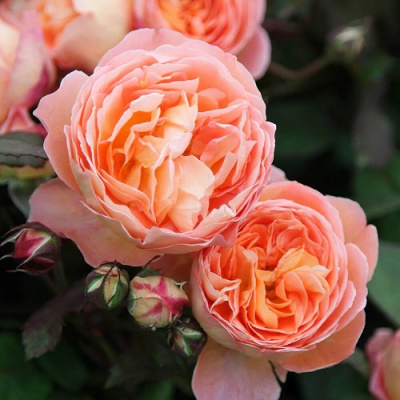 Rosa Lady Emma Hamilton