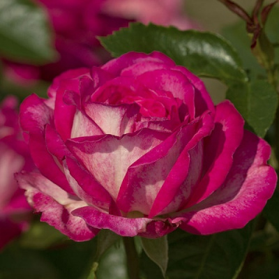 Rosa Rose Gaujard