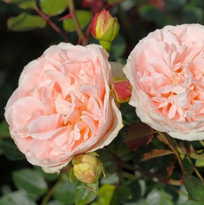 Rosa Mattias Claudius Rose