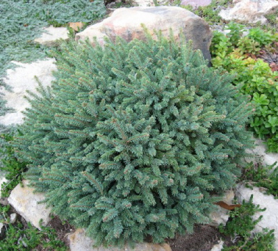 Picea glauca Echiniformis