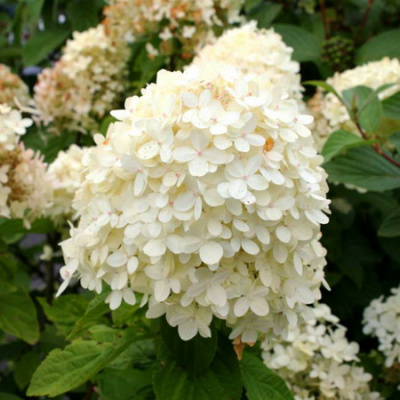 Гортензия  Cotton Cream