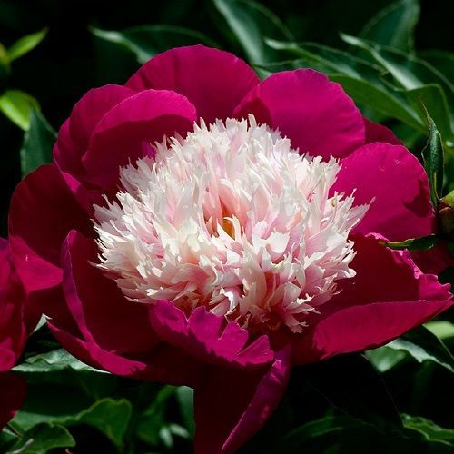 Paeonia White Cap_3
