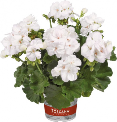Pelargonium zonale Toscana Smart Jenny White