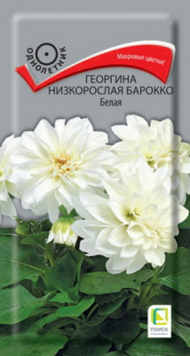 Георгина Барокко Белая
