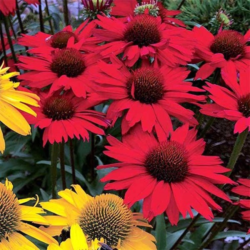 Echinacea Pearl Red