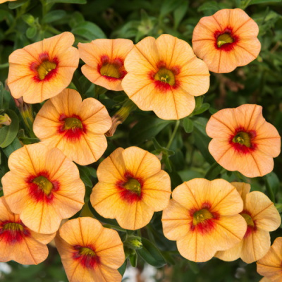 Calibrachoa Kali Apricot Eye