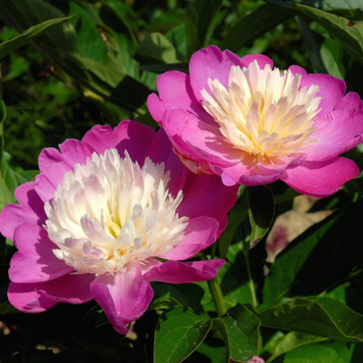 Paeonia Gay Paree