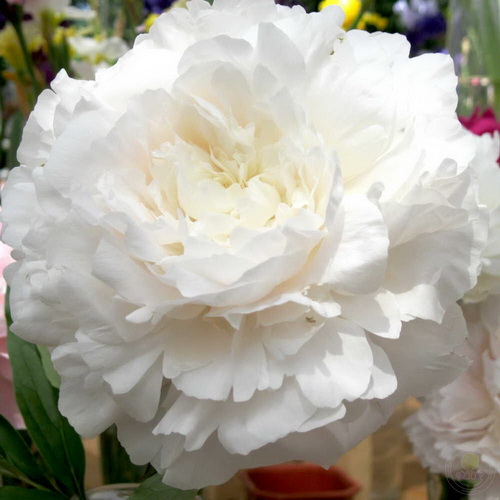 Paeonia Mary E Nicholls_1
