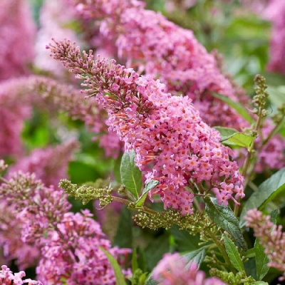 Buddleja Butterfly Candy Little Bubblegum