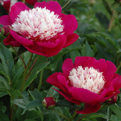 Paeonia White Cap_4