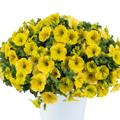 Петуния Capella Hello Yellow