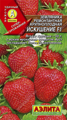 Земляника ремонтантная Искушение