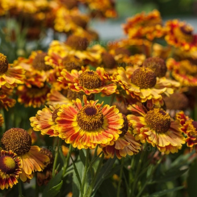 Helenium Mariachi Fuego