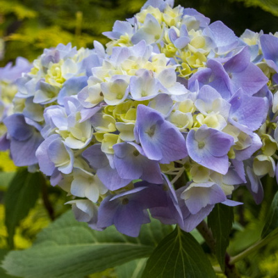 Hydrangea macrophylla TOGETHER YOU & ME