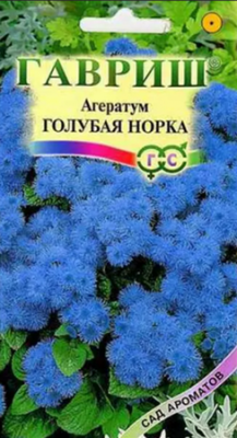 Ageratum Golubaya norka