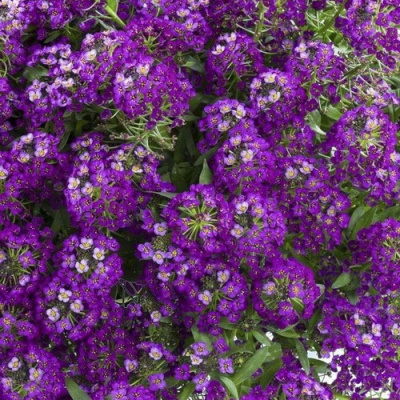 Alyssum Easter Bonnet Violet