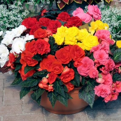 Begonia tub Mocca Mix