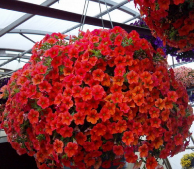 Calibrachoa Calipetite Red