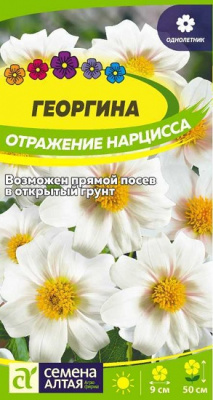 Георгина Отражение Нарцисса
